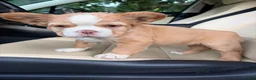French Bulldog dogs for sale: French Bulldog 2 - Ad 6