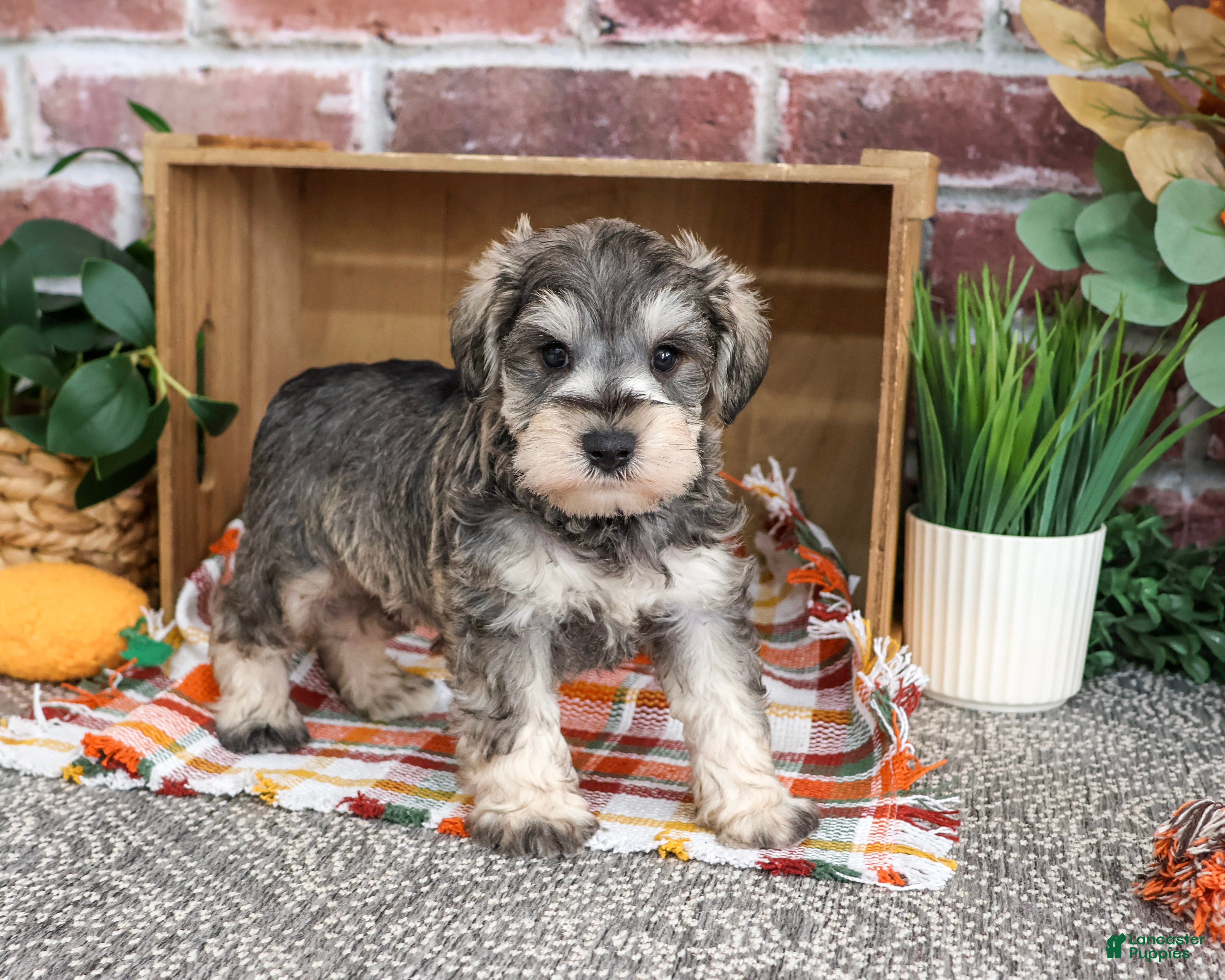 Miniature Schnauzer dogs Washington - Ad 34