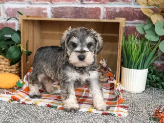Miniature Schnauzer dogs Washington - Ad 29