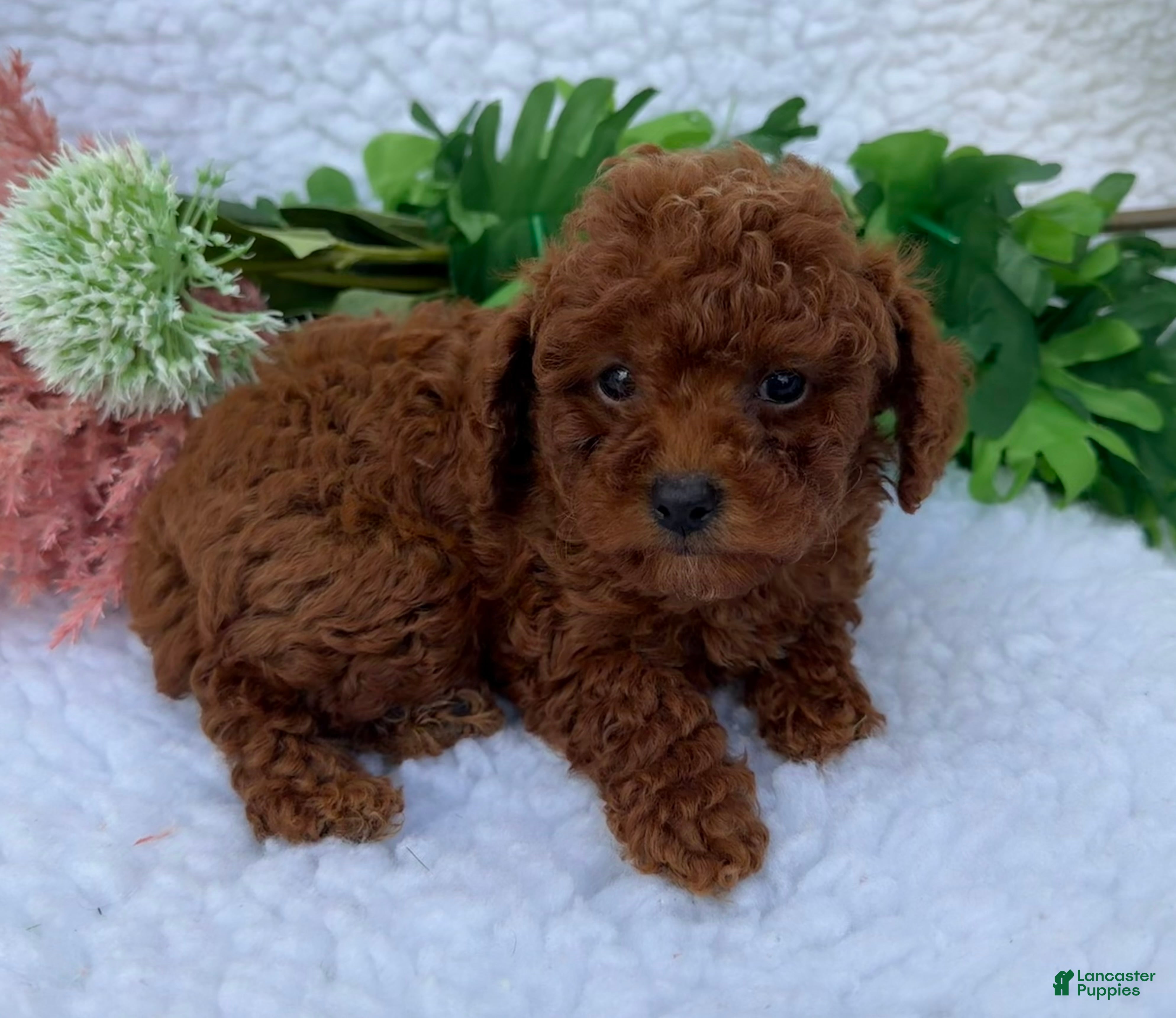 Toy Poodle dogs Oliver - Ad 1