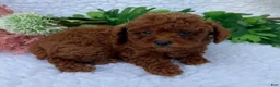 Toy Poodle dogs for sale: Oliver - Ad 1
