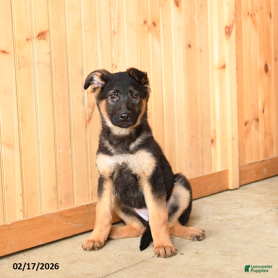German Shepherd dogs Jessica - Ad 1