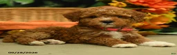Miniature Poodle dogs for sale: Gracie - Ad 4