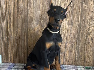Doberman Pinscher dogs Vespa - Ad 4