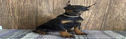 Doberman Pinscher dogs for sale: Vespa - Ad 1