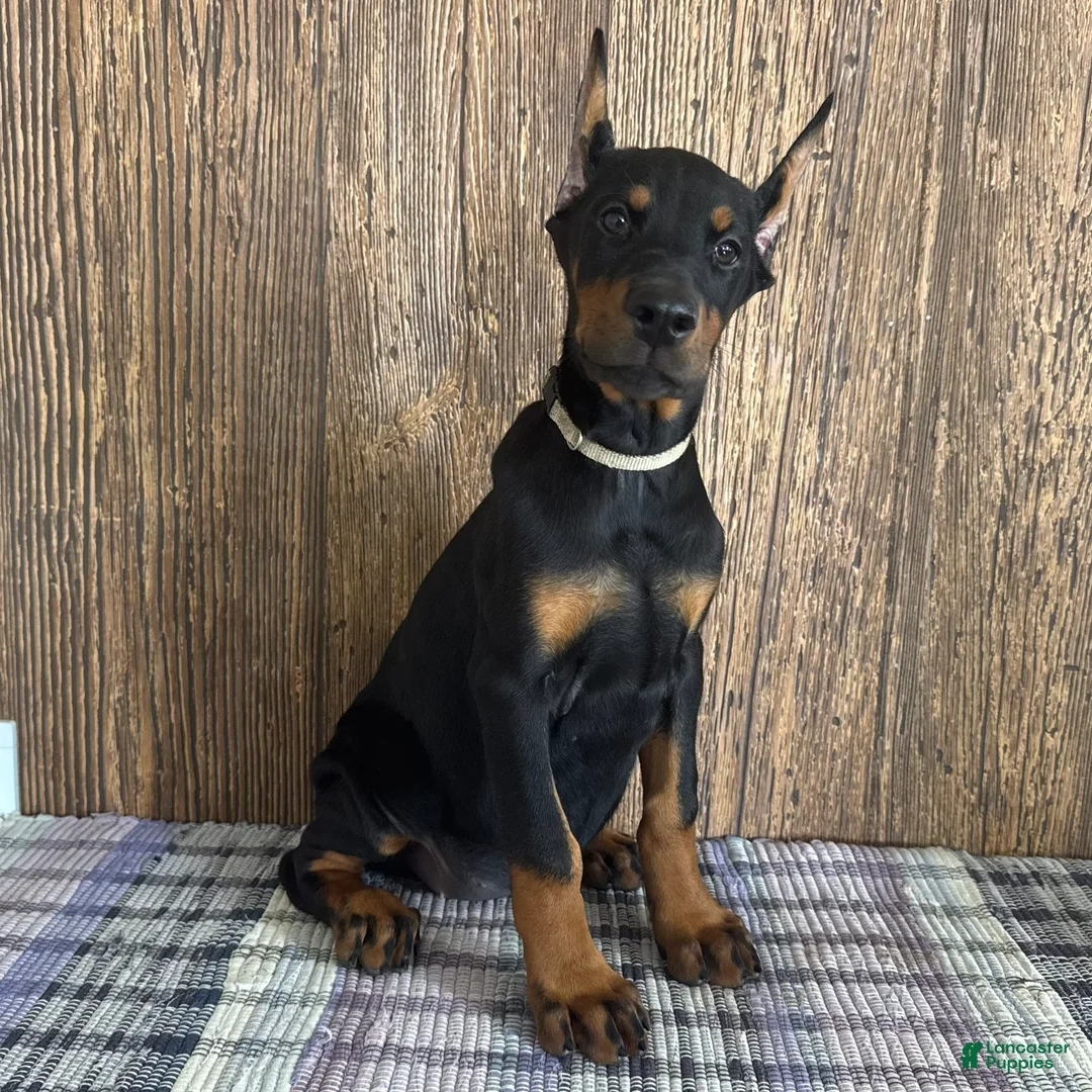 Doberman Pinscher dogs for sale: Vespa - Ad 1