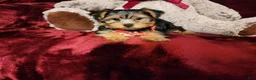Yorkshire Terrier dogs for sale: CHLOE - Ad 4