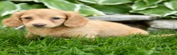 Miniature Dachshund dogs for sale: Star - Ad 4