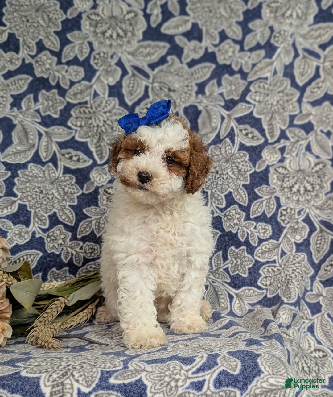 Miniature Poodle dogs for sale: Laureen - Ad 2