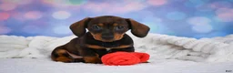 Miniature Dachshund dogs for sale: Millie - Ad 7