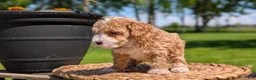 Miniature Poodle dogs for sale: Melody - Ad 8