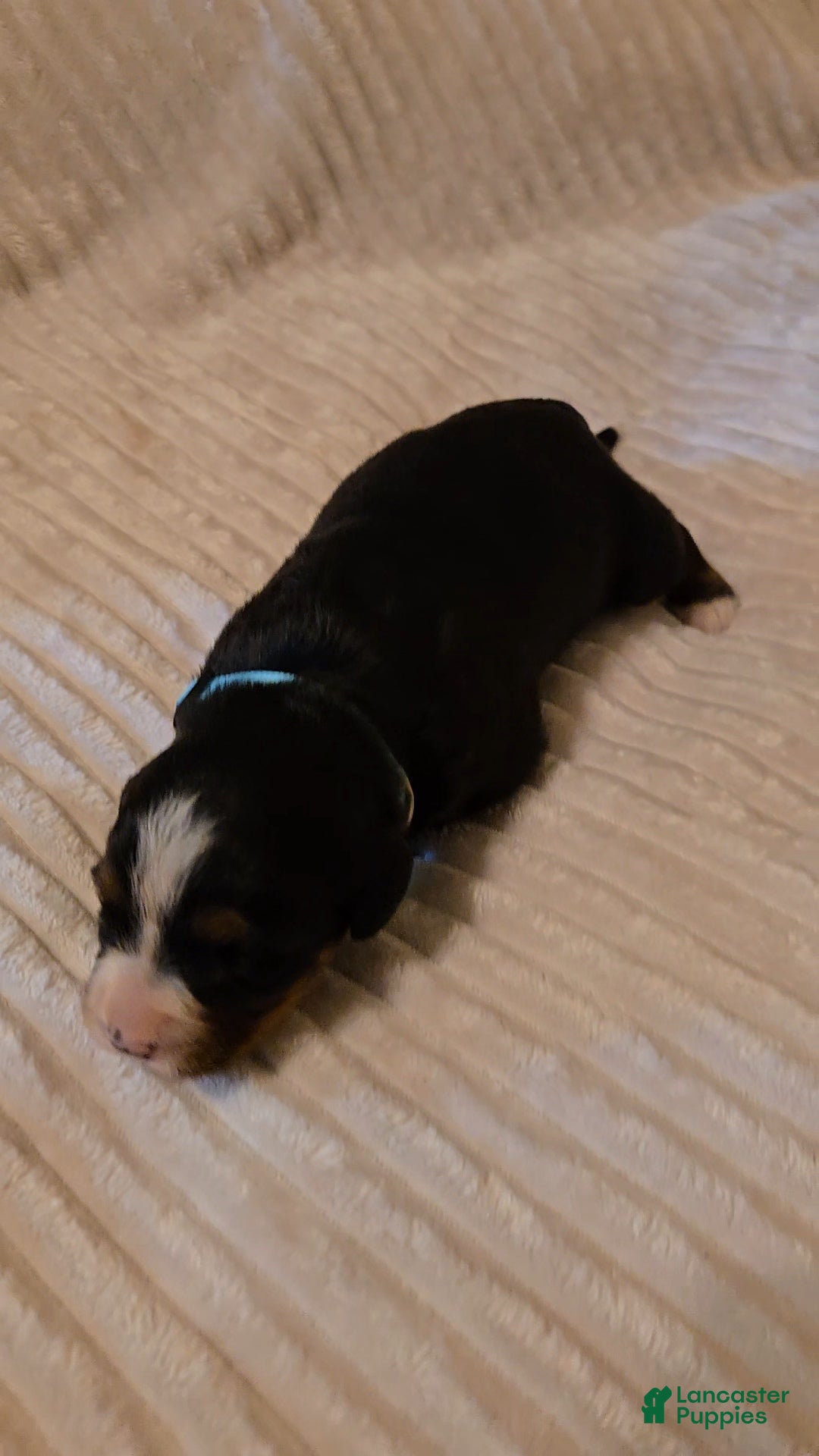 Bernese Mountain Dog dogs Bernese Mountain Dog 3 - Ad 22