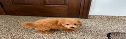 Maltipoo dogs for sale: Snickers  - Ad 10