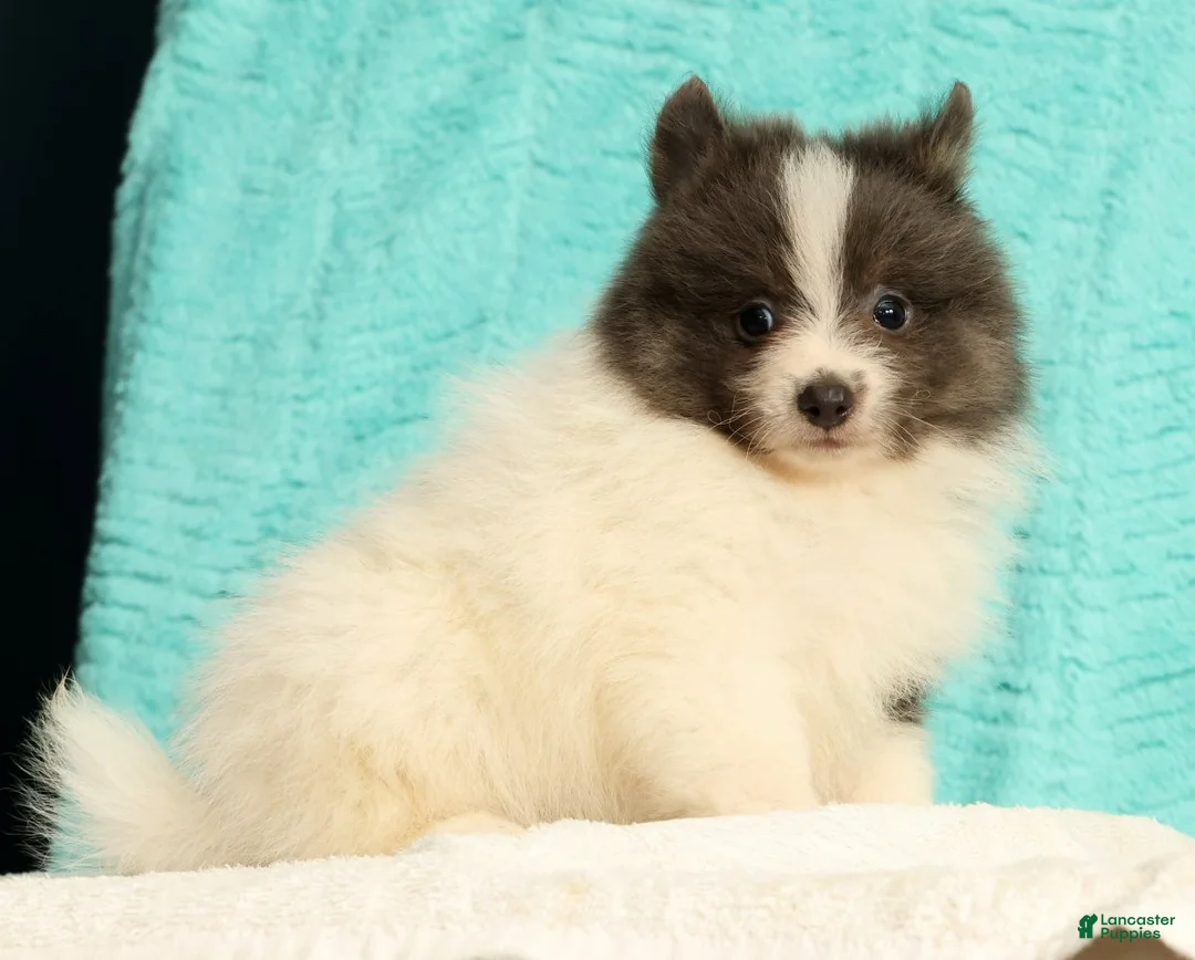 Pomeranian dogs for sale: Miles - Ad 1