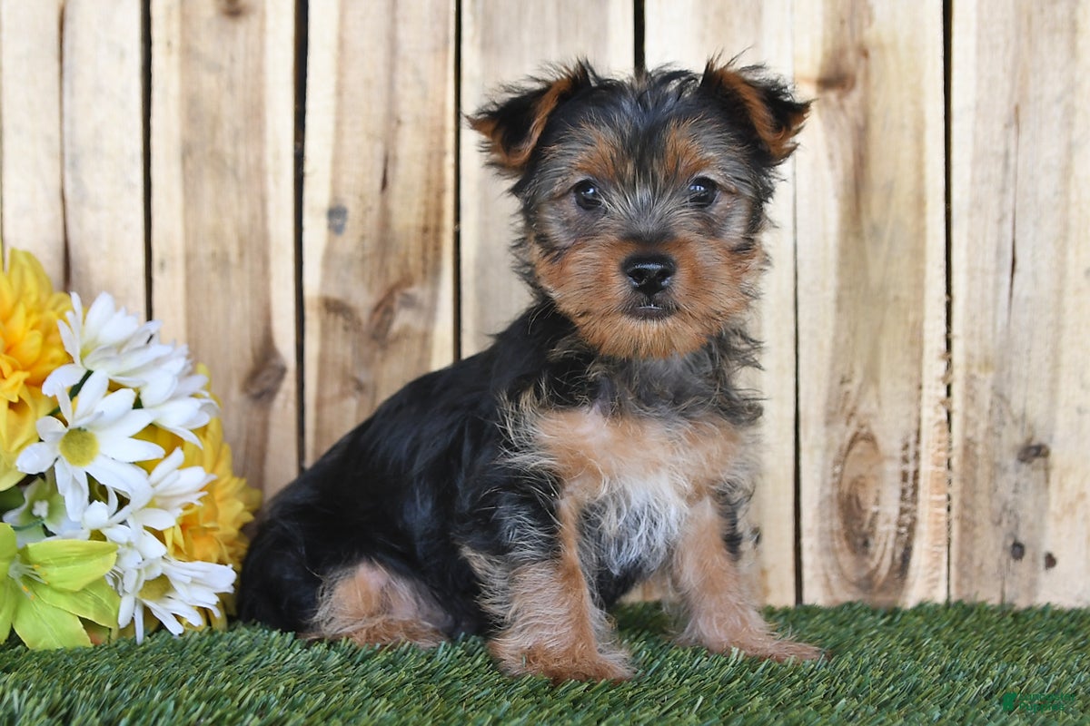 Yorkshire Terrier dogs Denny - Ad 1