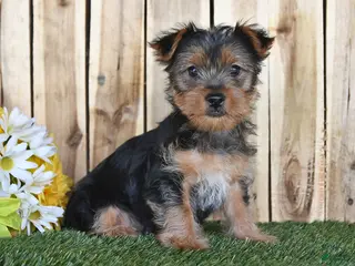 Yorkshire Terrier dogs for sale: Denny - Ad 2