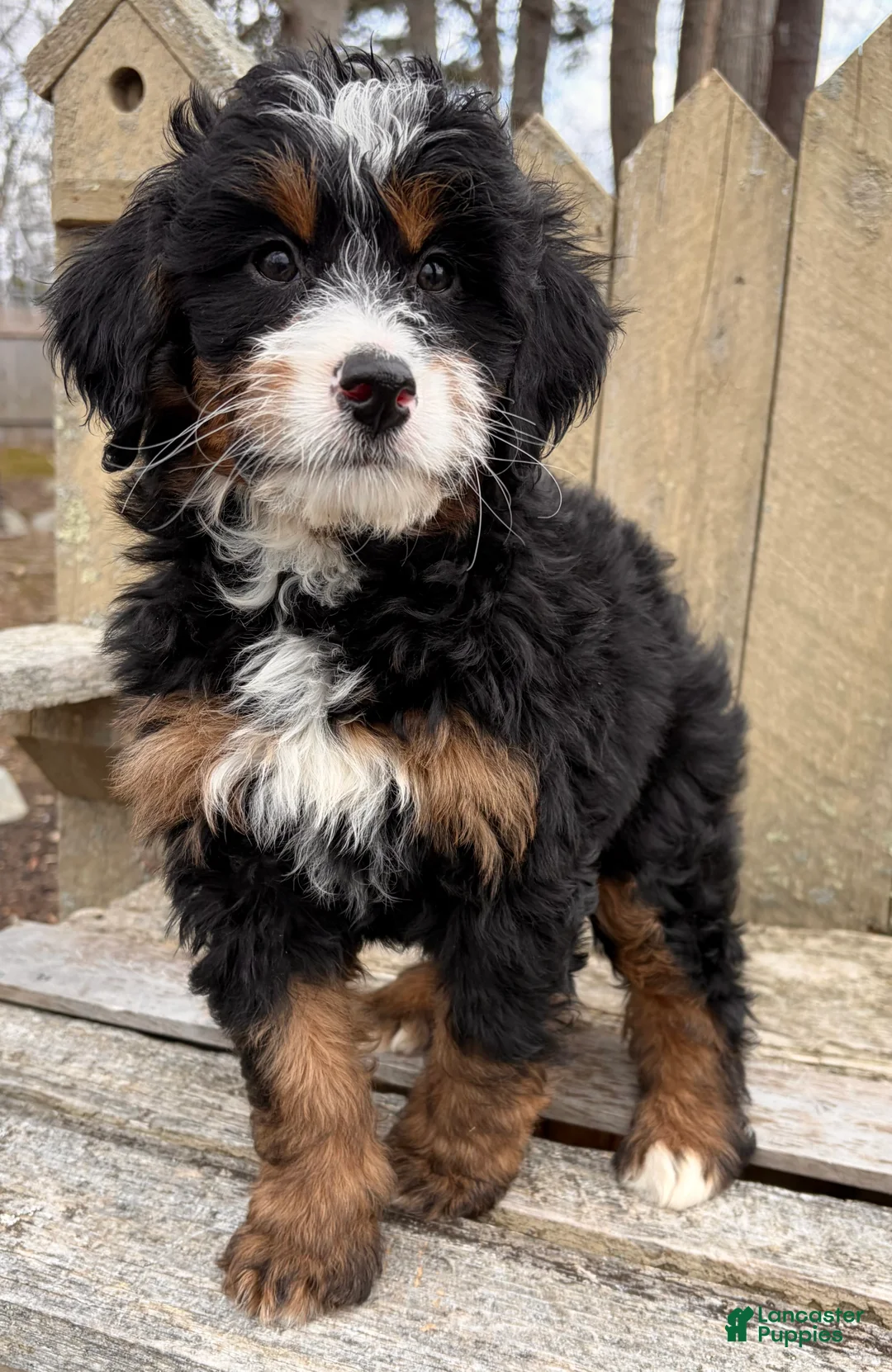 Mini Bernedoodle dogs for sale: 💗IN BOSTON MASSACHUSETTS AREA💗MINI BERNEDOODLE💗PETITE GIRL💗 - Ad 9