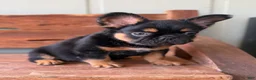French Bulldog dogs for sale: Bear - Ad 4