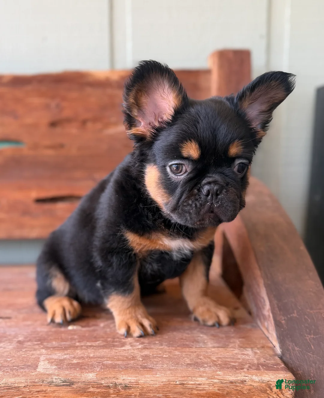 French Bulldog dogs for sale: Bear - Ad 4
