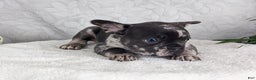 French Bulldog dogs for sale: Star - Ad 2