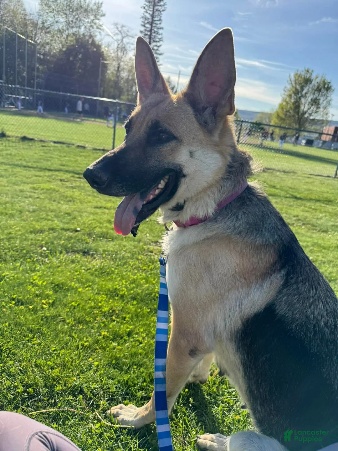 German Shepherd dogs for sale: Jett - Ad 2