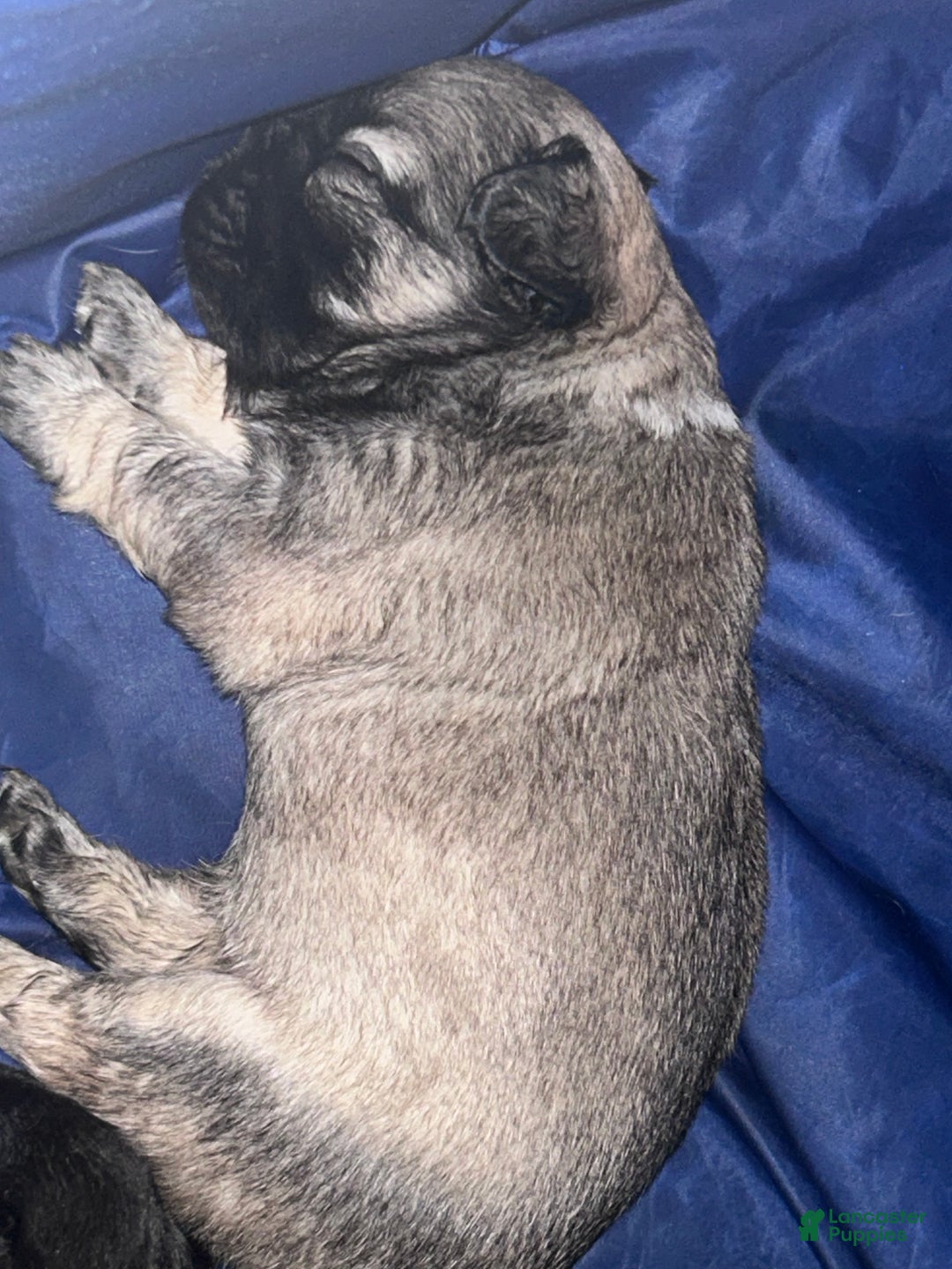 French Bulldog dogs for sale: French Bulldog Puppy  - Ad 4