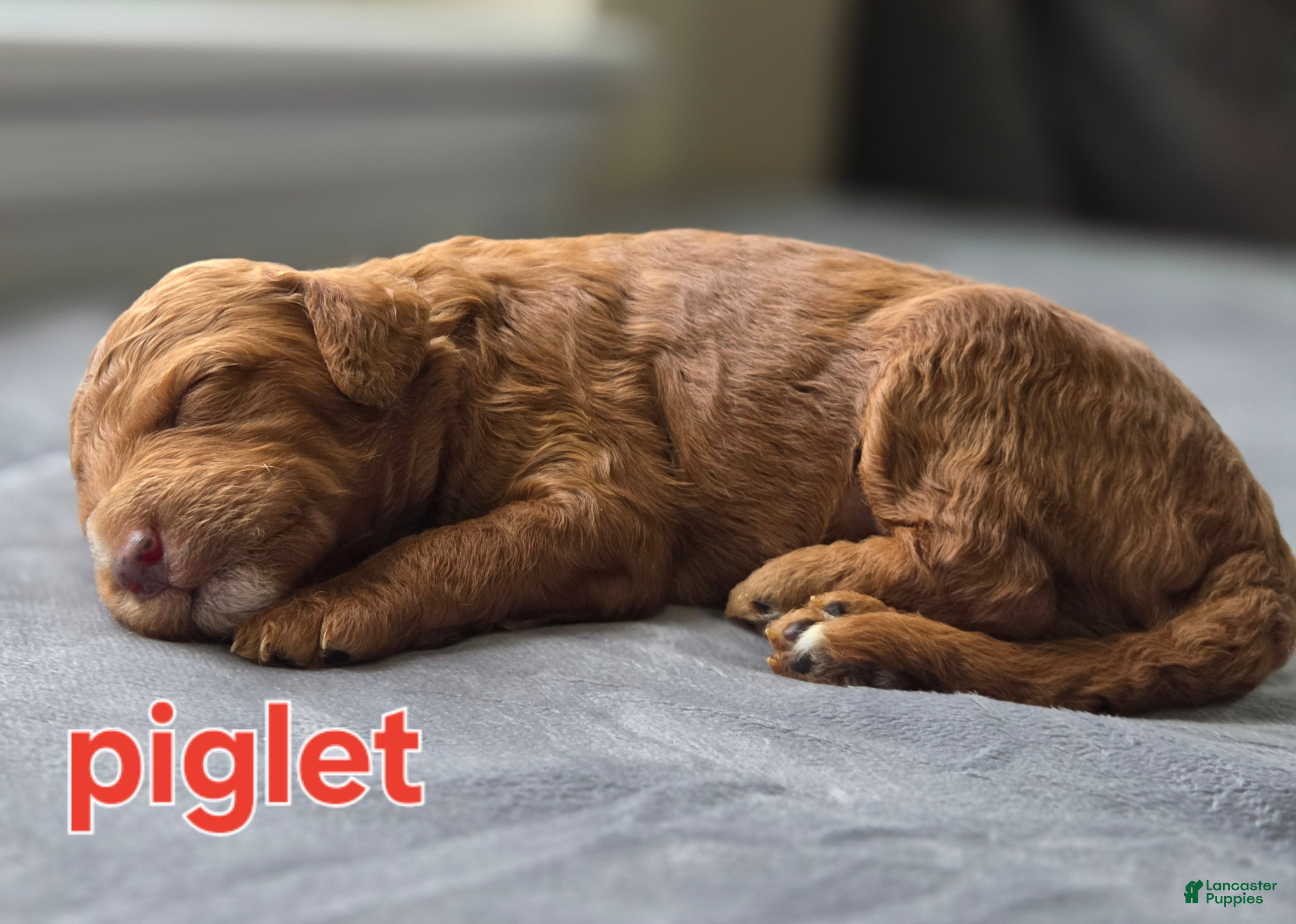 Mini Goldendoodle dogs Piglet - Ad 38