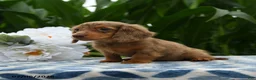 Miniature Dachshund dogs for sale: Sketcher - Ad 3