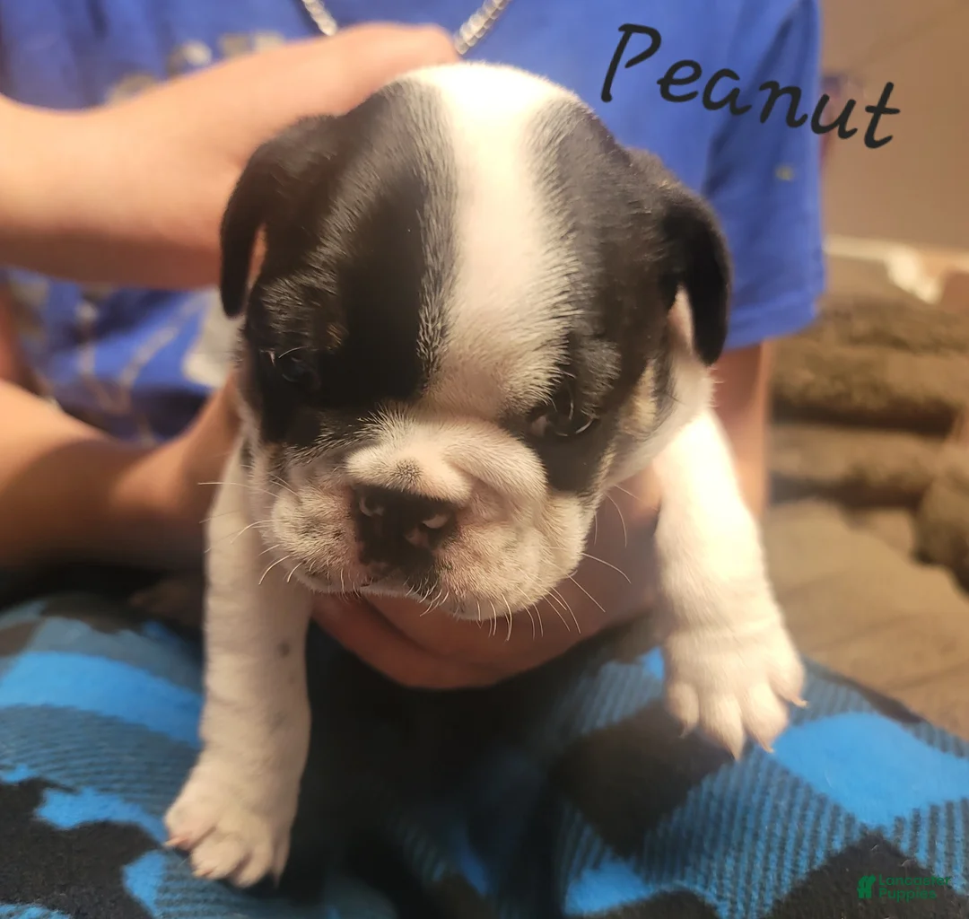 French Bulldog dogs for sale: Peanut  - Ad 1