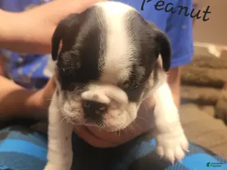 French Bulldog dogs Peanut - Ad 7