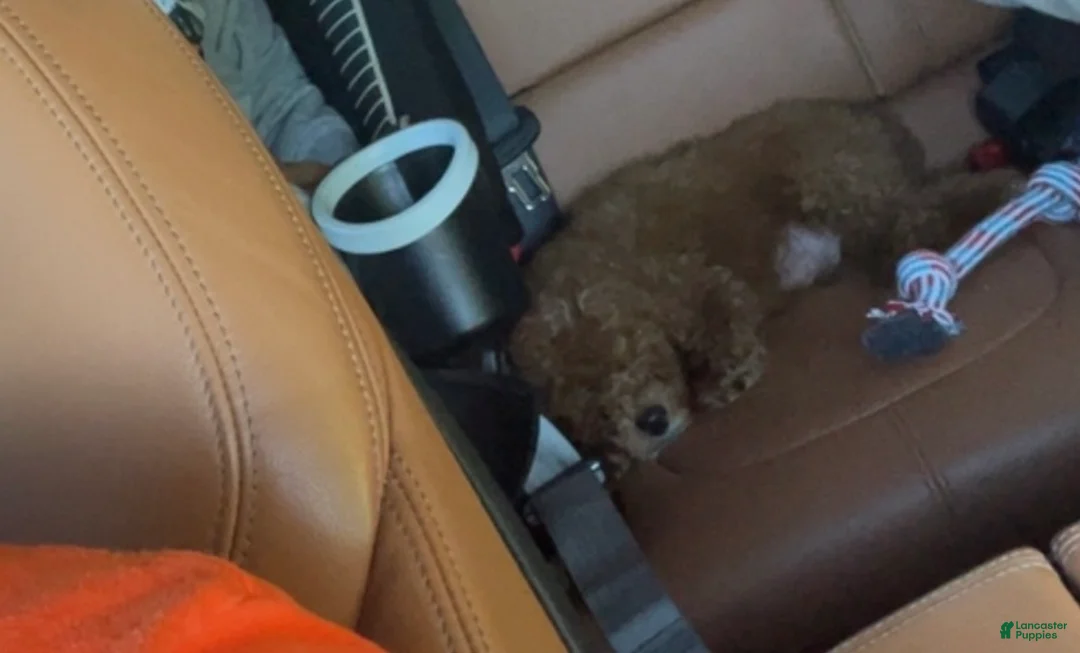Toy Poodle dogs for sale: Toy Poodle 1 - Ad 2