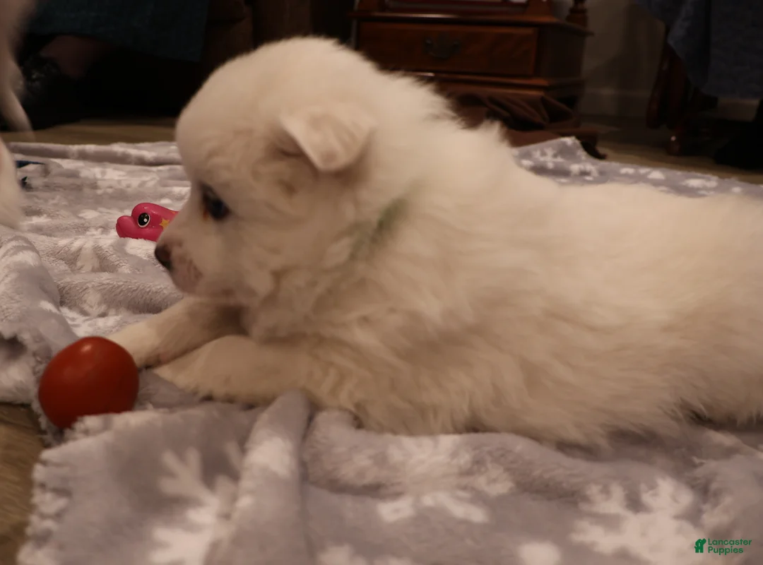 American Eskimo dogs for sale: Spunky - Ad 5