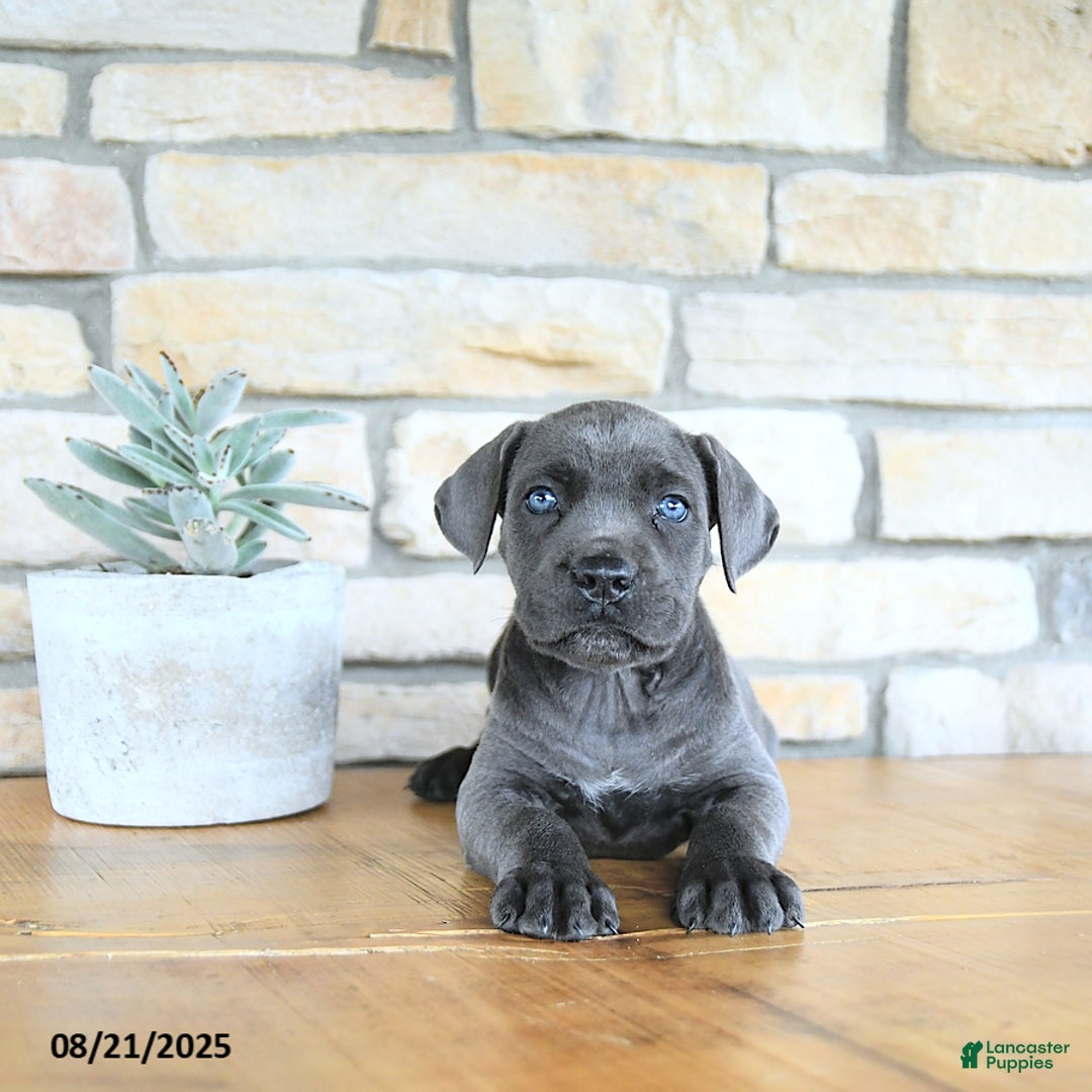 Cane Corso dogs for sale: Draco - Ad 5