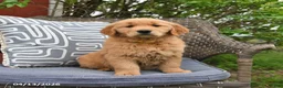Golden Retriever dogs for sale: Melissa  - Ad 2