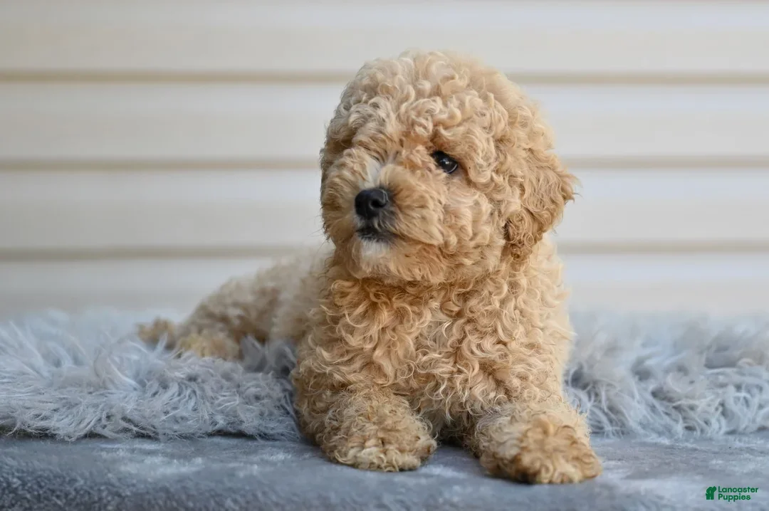 Miniature Poodle dogs for sale: Honey - Ad 4