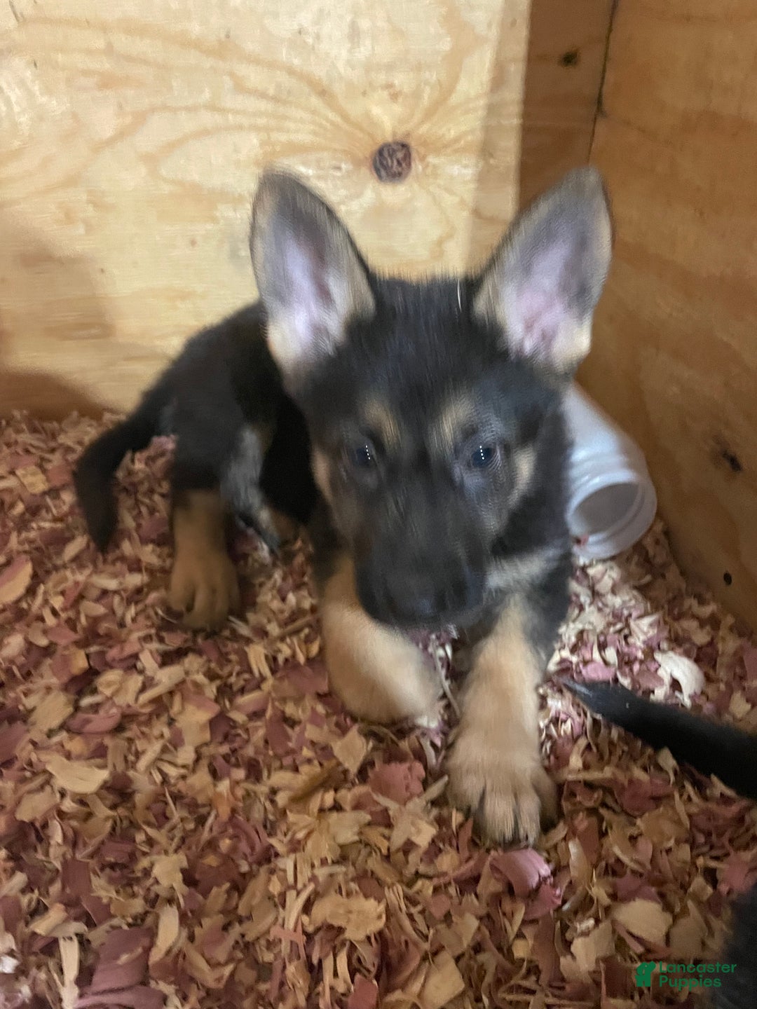 German Shepherd dogs for sale: Sugar/purple collar - Ad 19