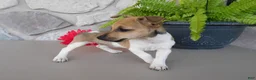 Jack Russell Terrier dogs for sale: Polly - Ad 4