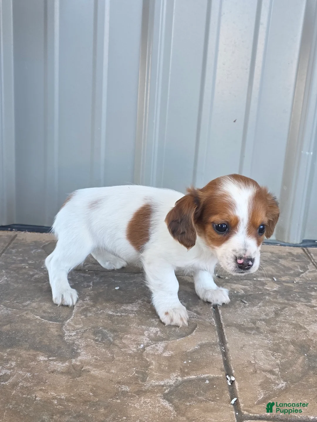 Miniature Dachshund dogs for sale: Rose - Ad 2
