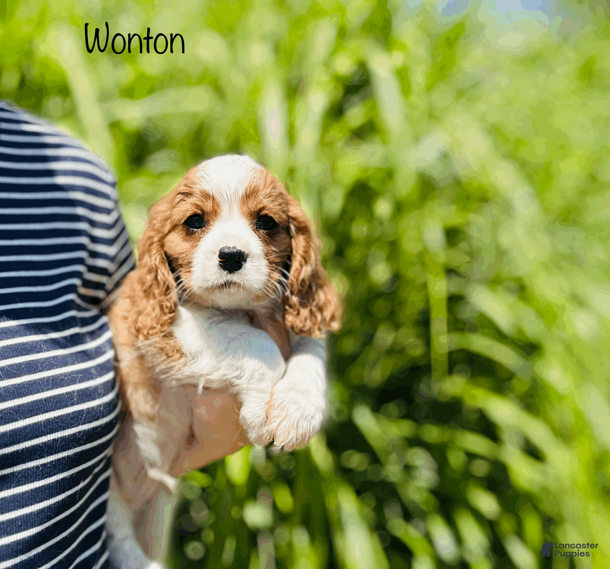 Cavalier King Charles Spaniel dogs Wonton - Ad 4