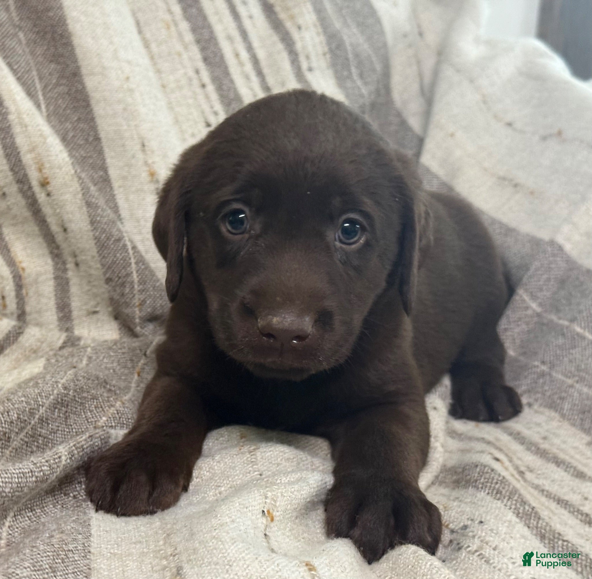 Labrador Retriever dogs Blessing - Ad 2