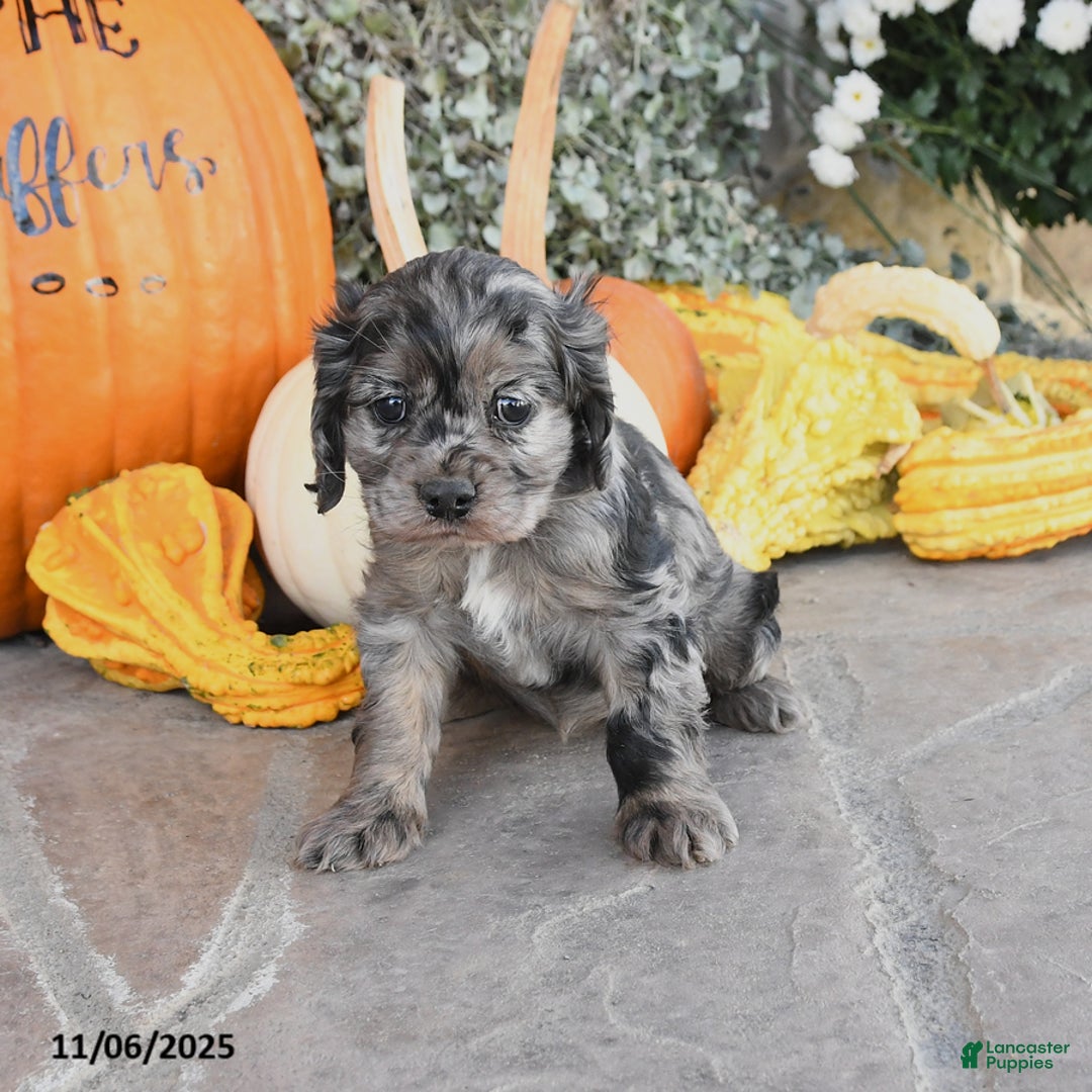 Cocker Spaniel dogs for sale: Penny - Ad 1