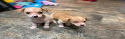 Chihuahua dogs for sale: Millie and Josie - Ad 3