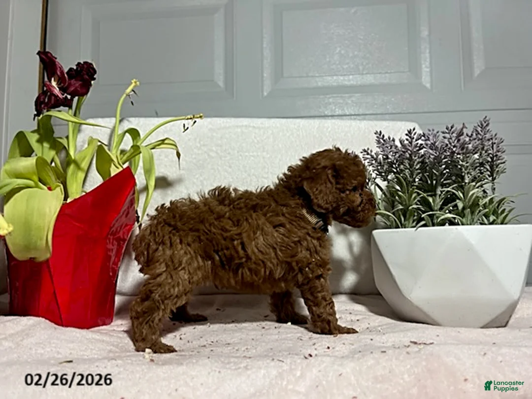 Miniature Poodle dogs for sale: Cody - Ad 4