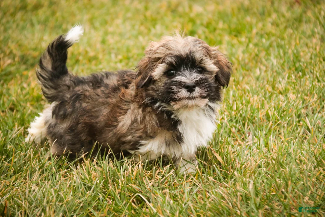 Havanese dogs for sale: Rambo - Ad 6
