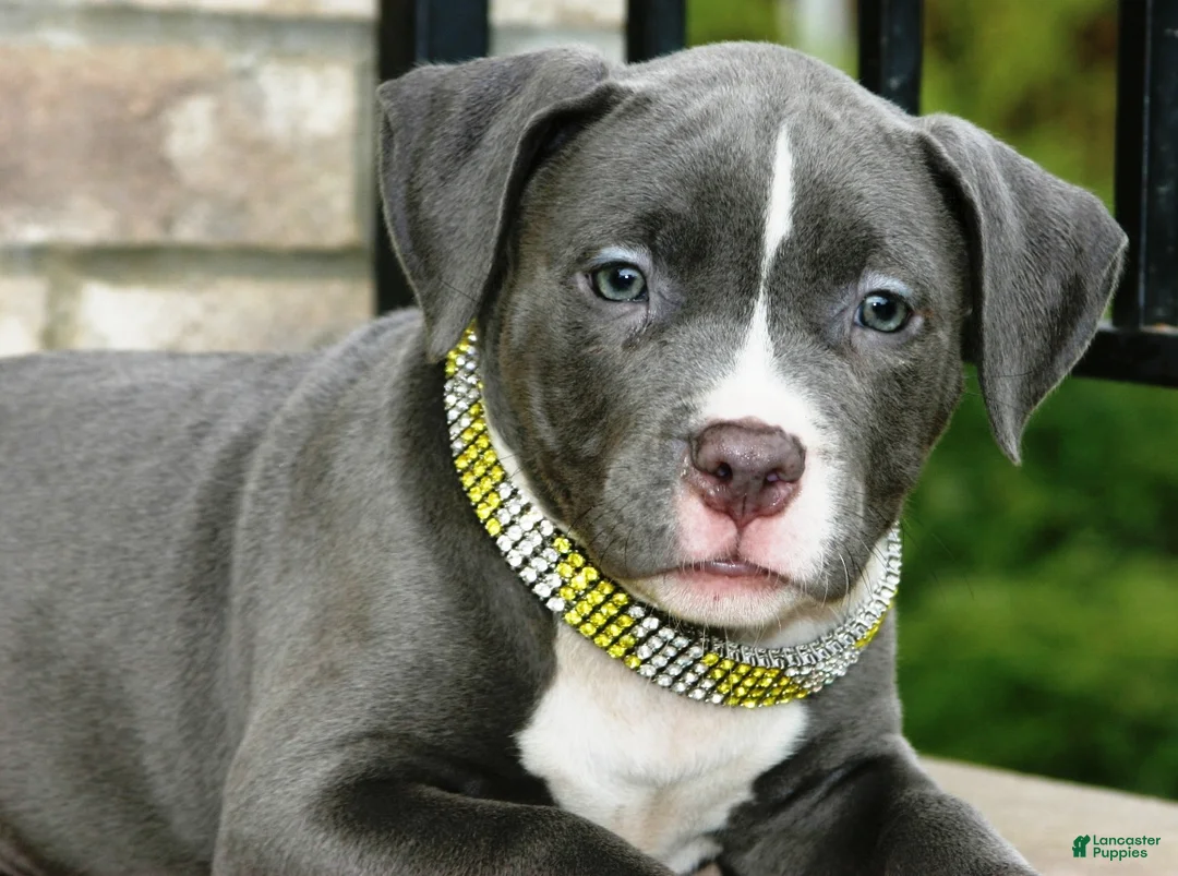 American Bully dogs for sale: "AALIYAH" BLUE NOSE / BLUE EYES - Ad 9