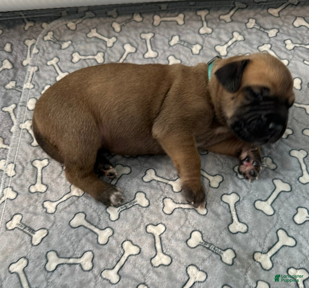 Great Dane dogs for sale: Blue Collar - Ad 2