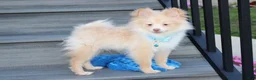 Pomeranian dogs for sale: Teddy  - Ad 2