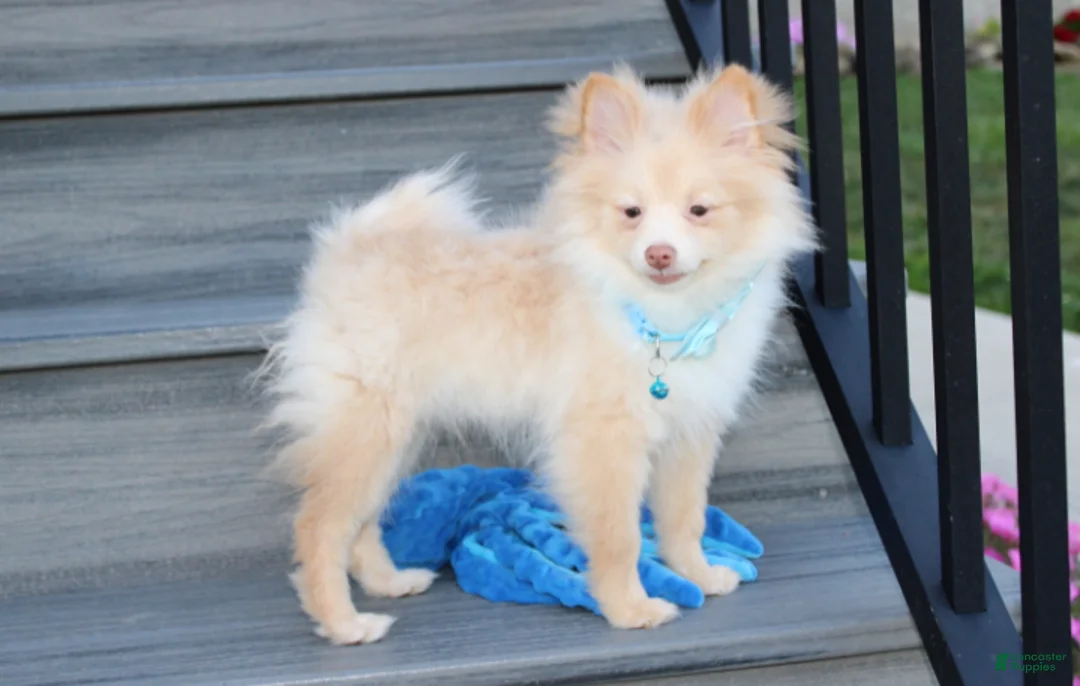 Pomeranian dogs for sale: Teddy  - Ad 2