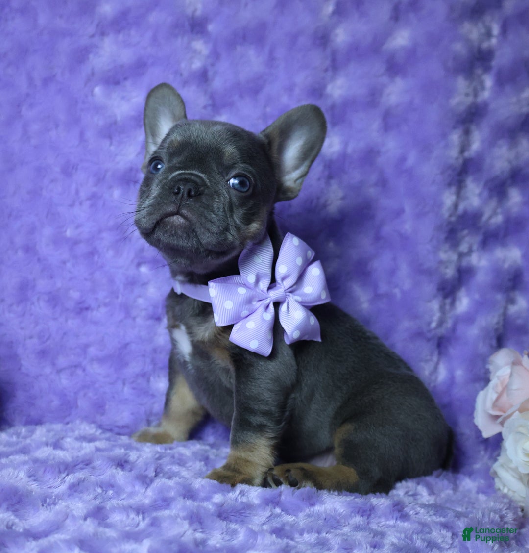French Bulldog dogs for sale: French Bulldog AKC Health Tested Parents 3 - Ad 3