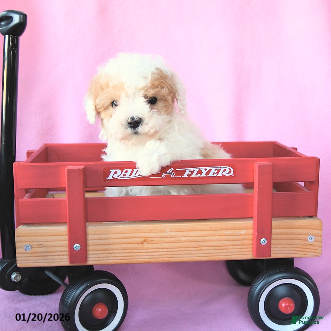 Toy Poodle dogs for sale: Oscar - Ad 3